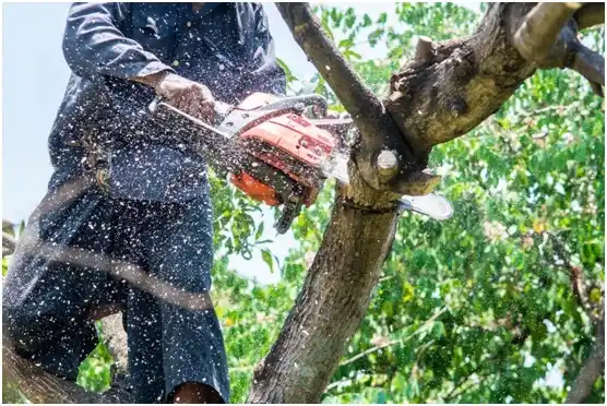 tree services Arecibo